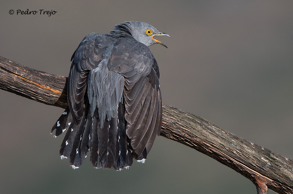 Cuco común (Cuculus canorus)